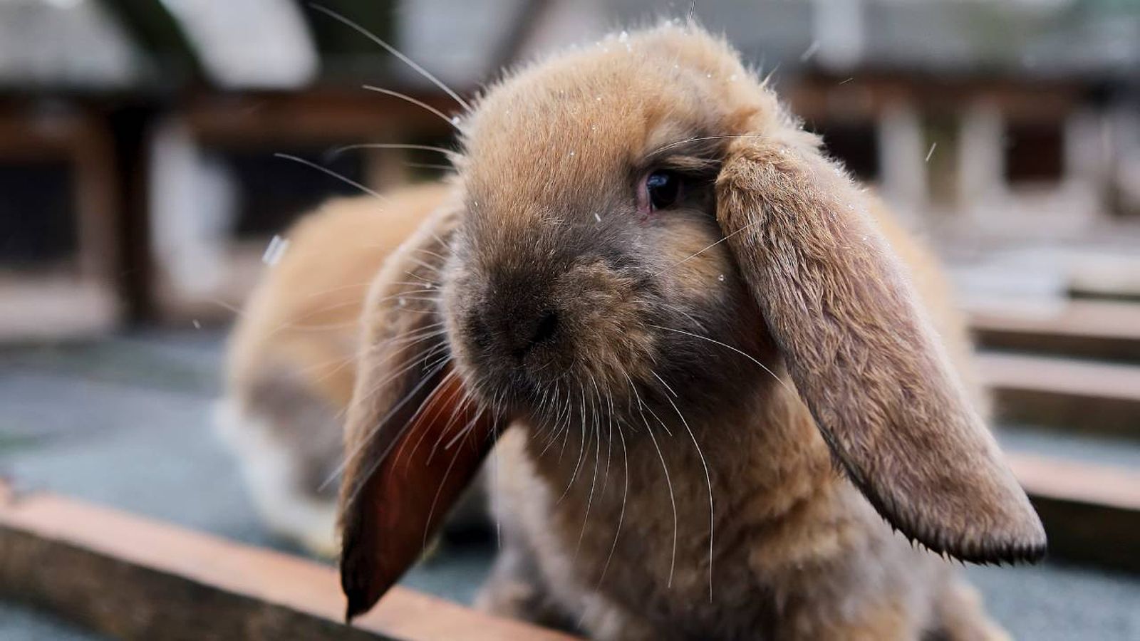 conejo como mascota xl