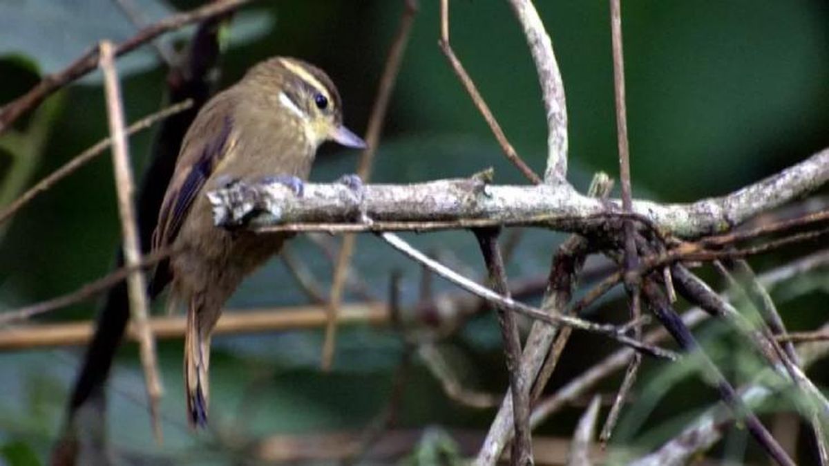 animales que empiezan por x xenops