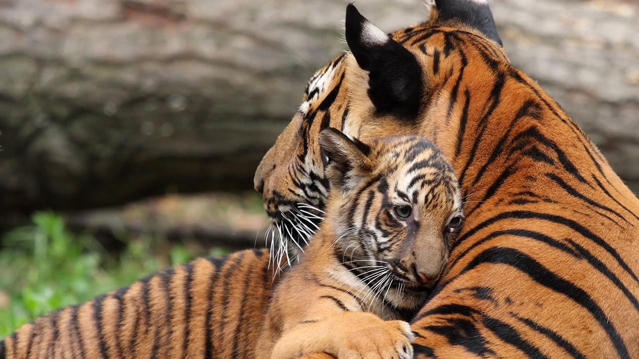 mejores abrazos mundo animal 5