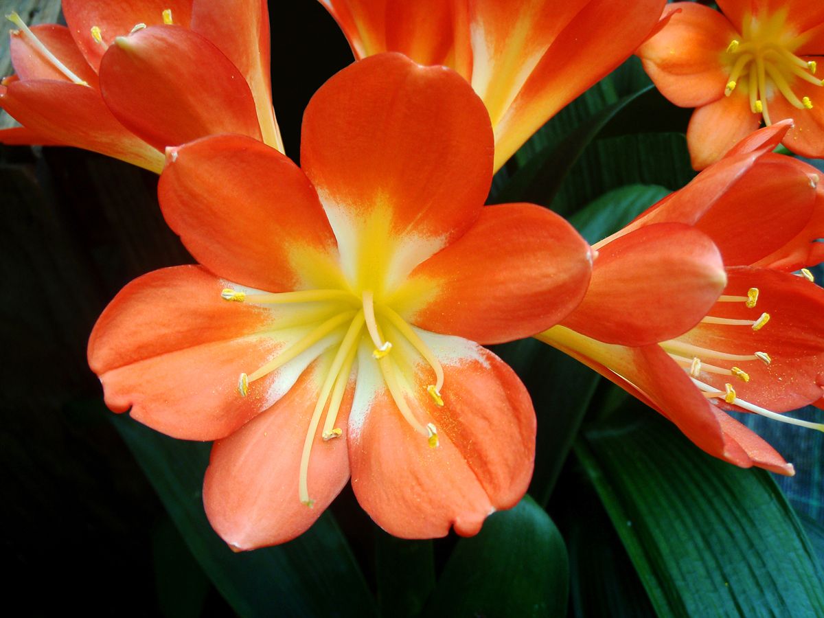 clivia