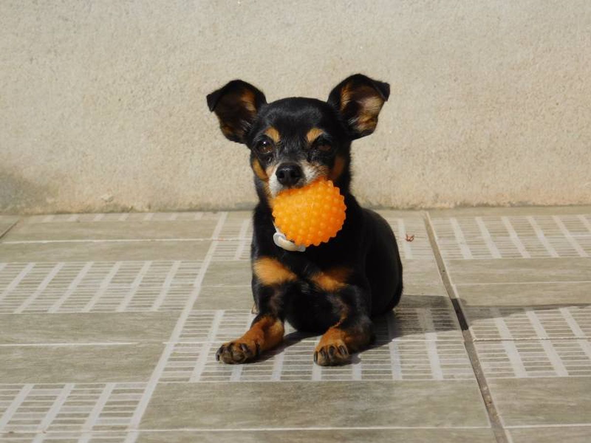 Para gastar su energía y estimular su mente, la practica de ejercicio diaria se antoja fundamental y necesaria