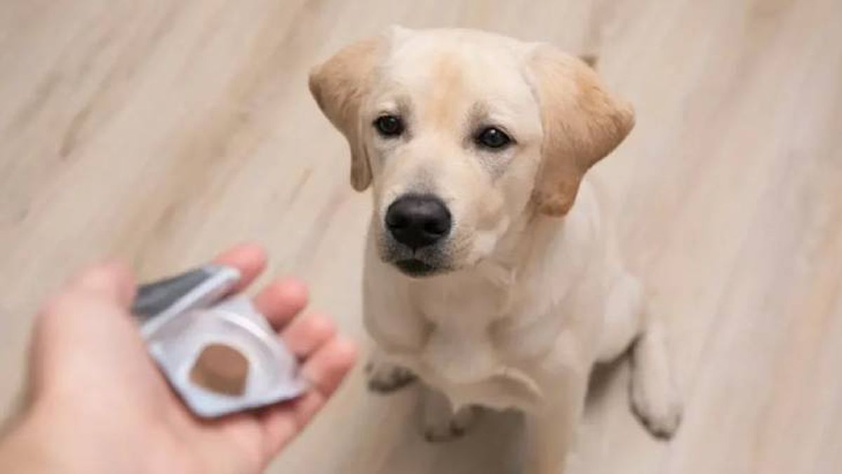 medicamentos para perros 10 (1)