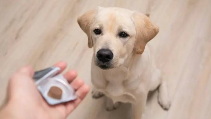 medicamentos para perros 10 (1)