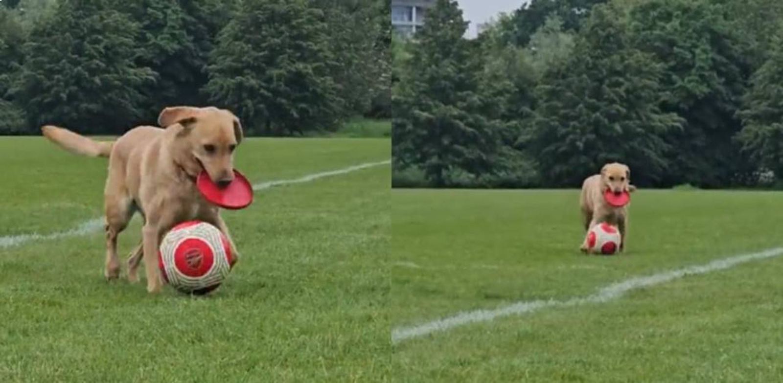Este labrador juega al fútbol y frisbee a la vez, un talento increíble.