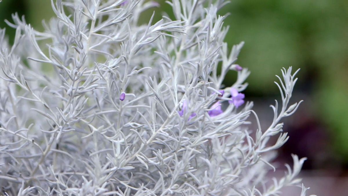 brico 951 3 eremophila nivea plantas follaje blanco cuidados