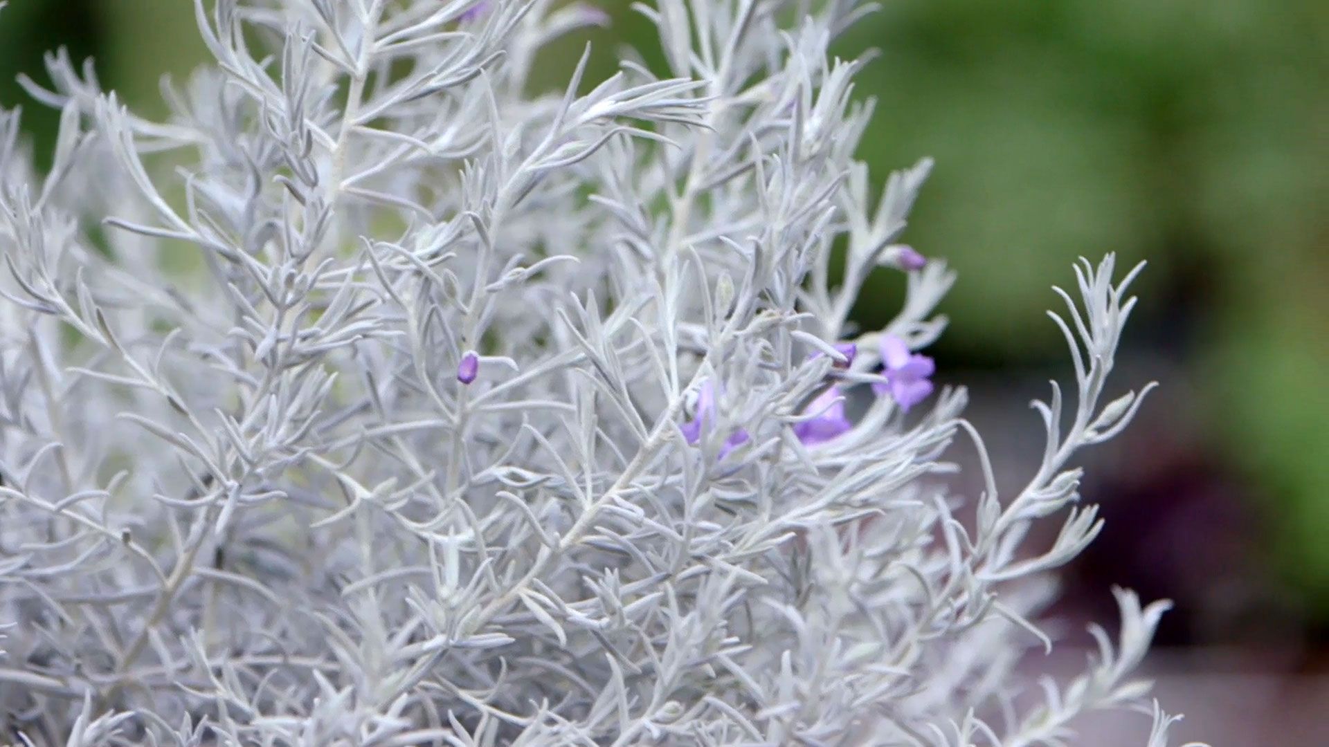 brico 951 3 eremophila nivea plantas follaje blanco cuidados