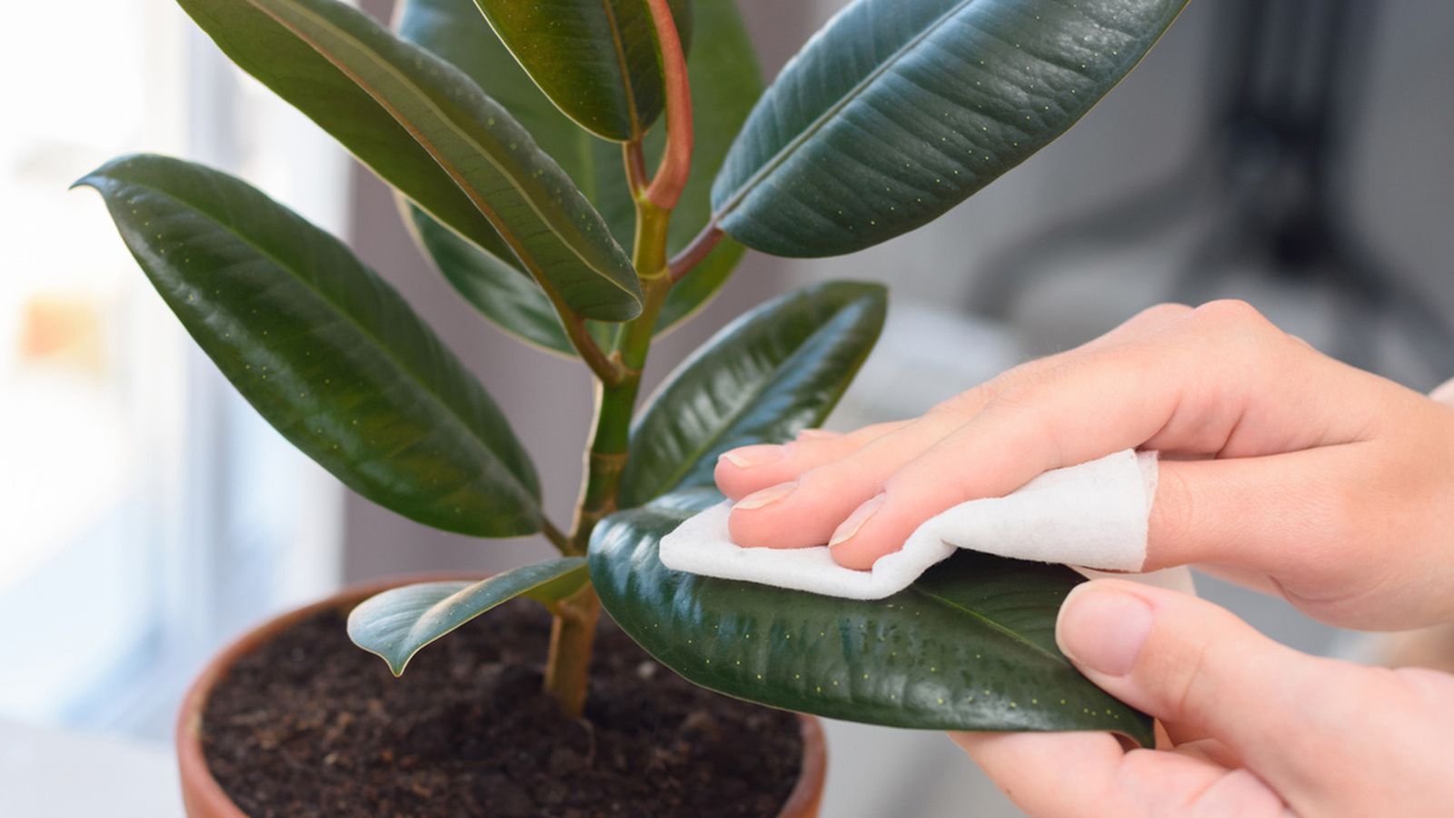 Existe una duda generaliza sobre el uso del aceite para limpiar las hojas de las plantas