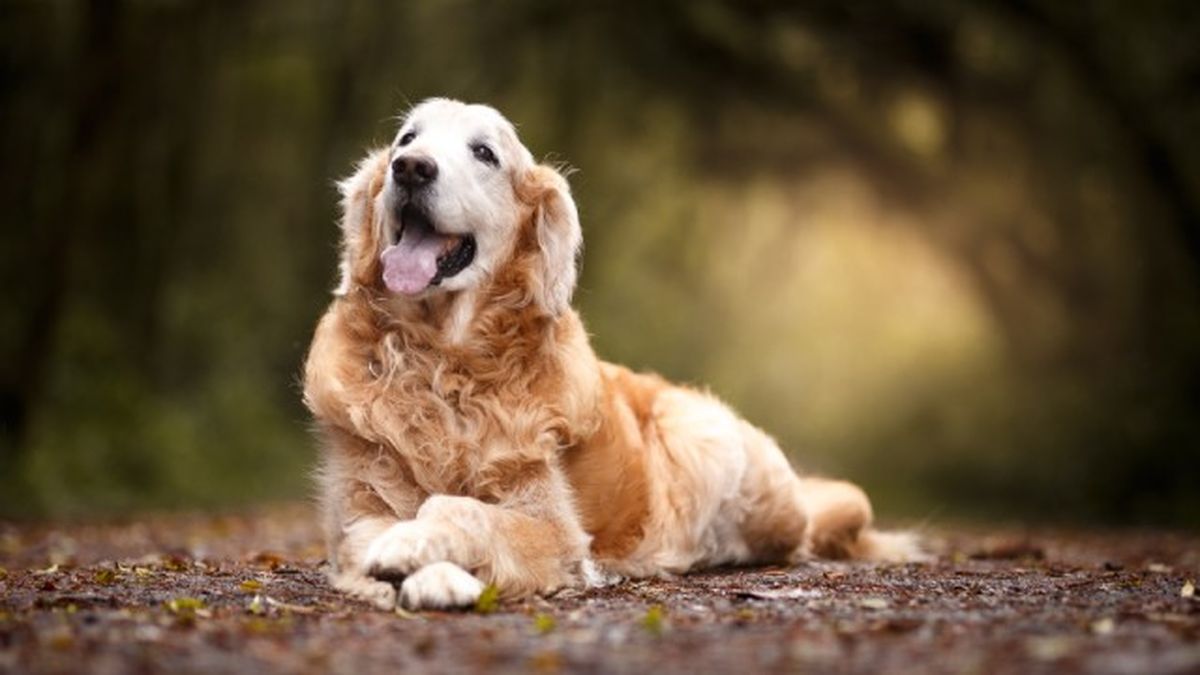 cataratas en perros 3