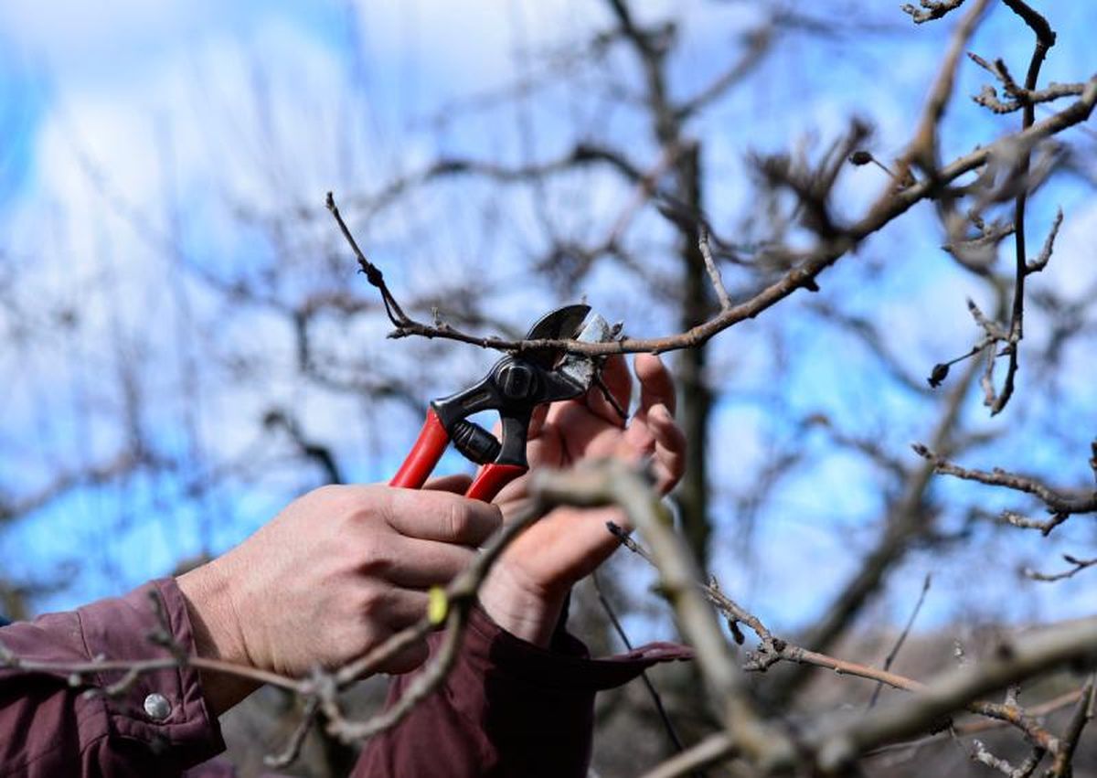 La poda correcta es la clave para transformar tu árbol