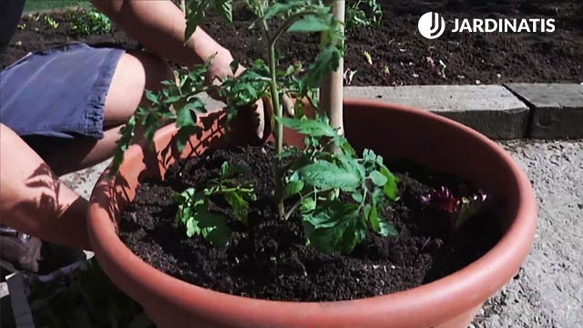 como plantar tomates en maceteros brico 746