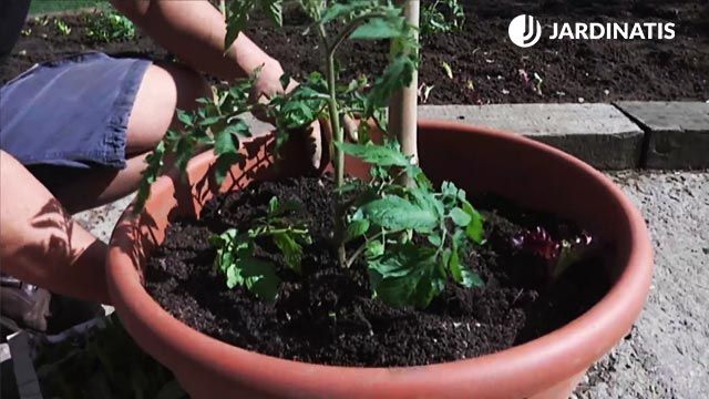 como plantar tomates en maceteros brico 746