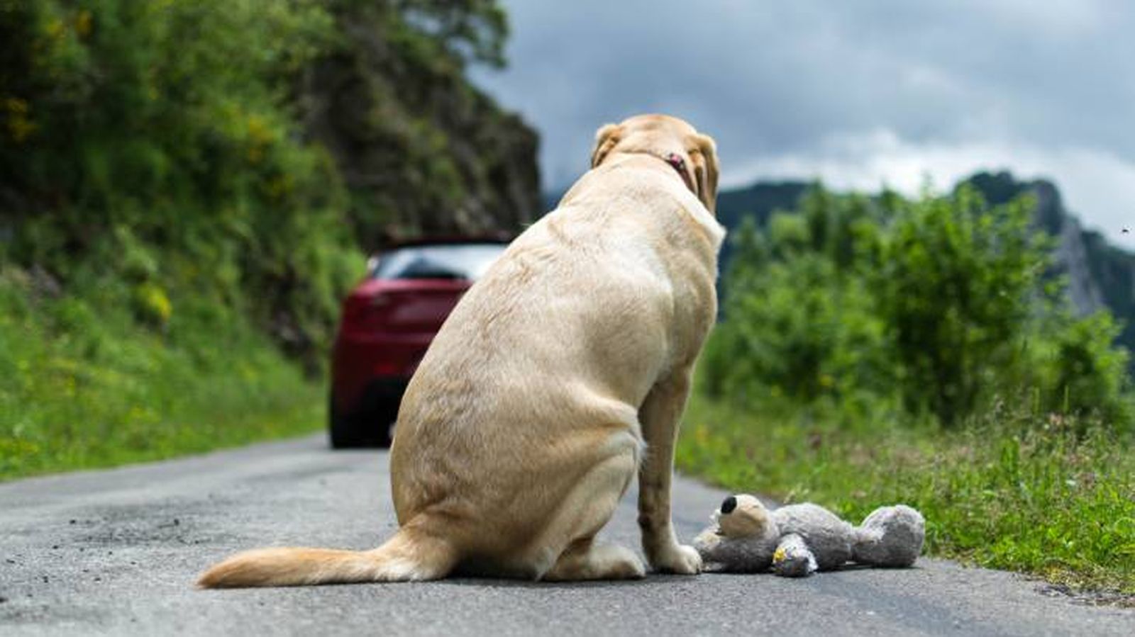 sanciones ley de bienestar animal abandono