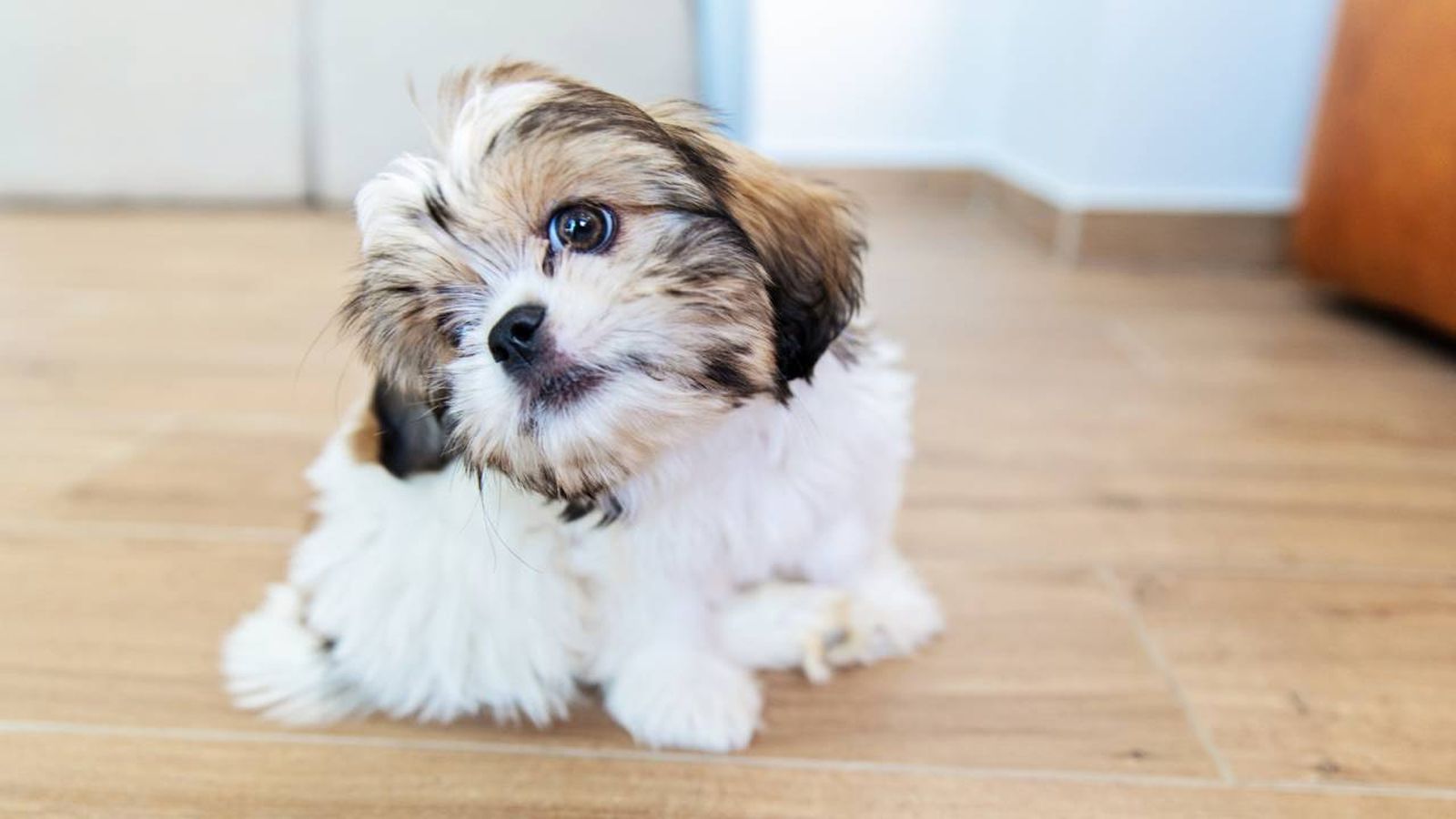 que hacer si mi mascota tiene pulgas