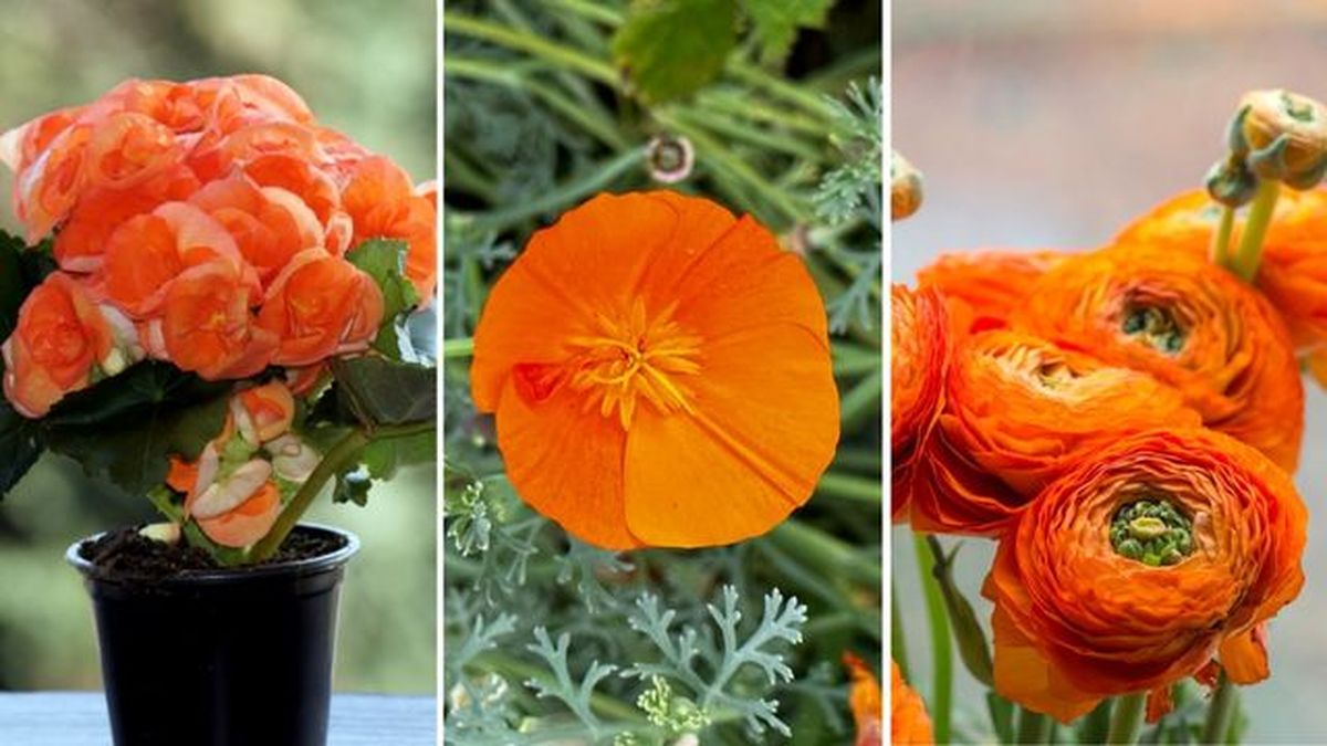 flores naranjas begonia elatior amapola de calidornia ranunculo