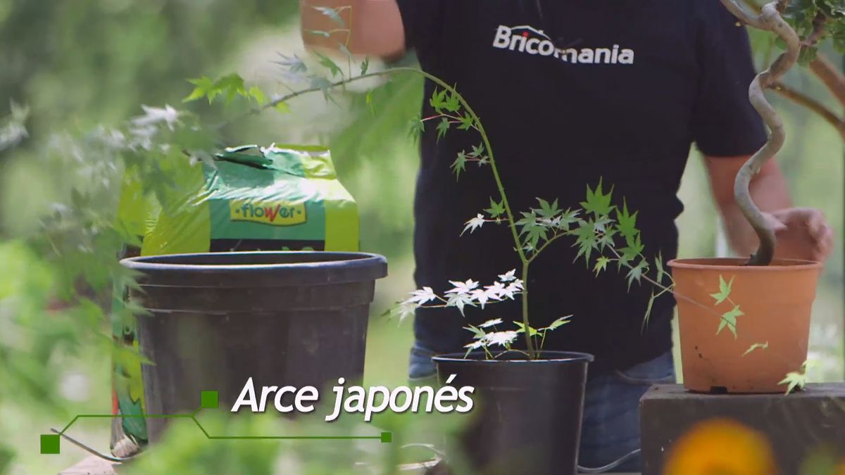 brico 915 3 tronco espiral arce japones