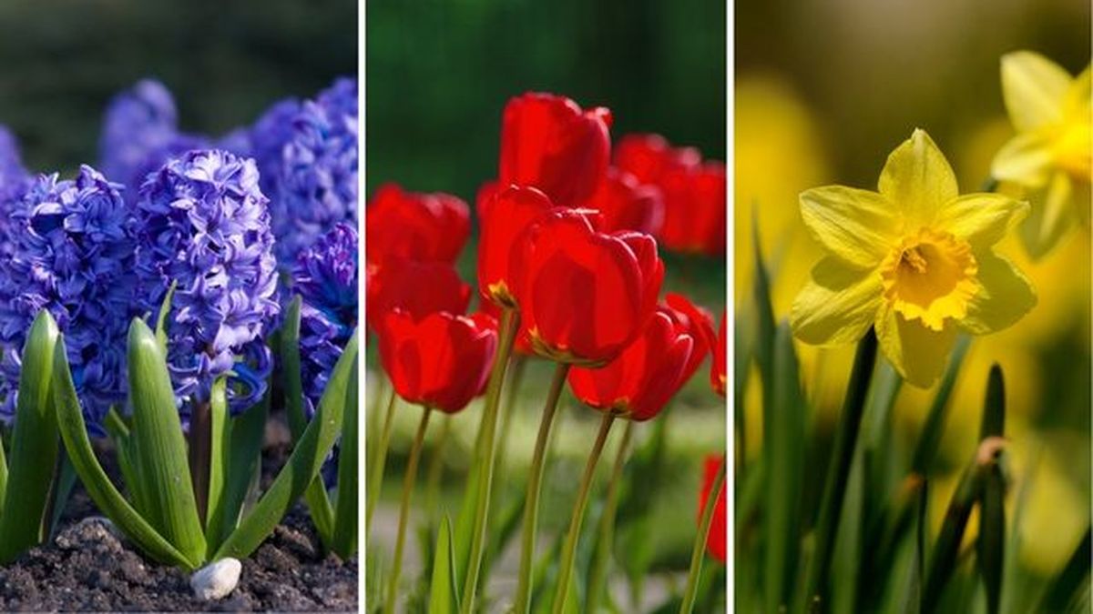 jacinto tulipan narciso flores de primavera