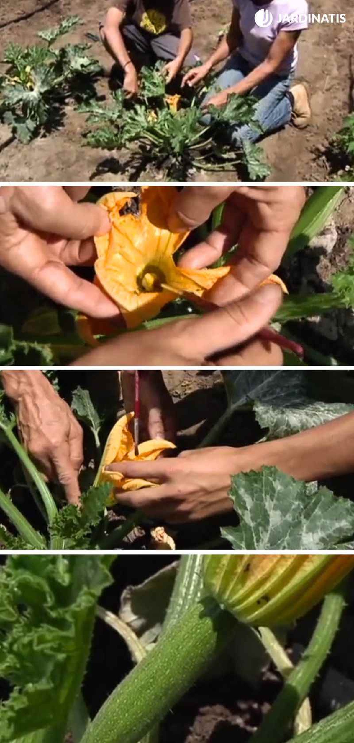 Paso a paso para polinizar calabacines manualmente