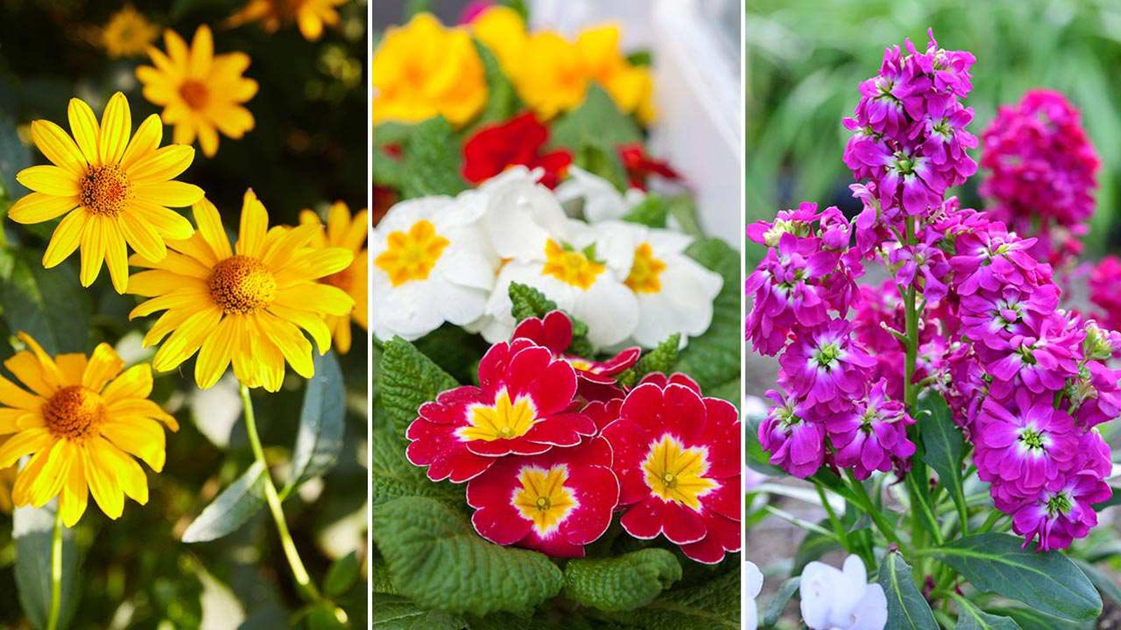 Ciertas plantas nos sorprenden con sus preciosas flores antes de la llegada de la primavera.