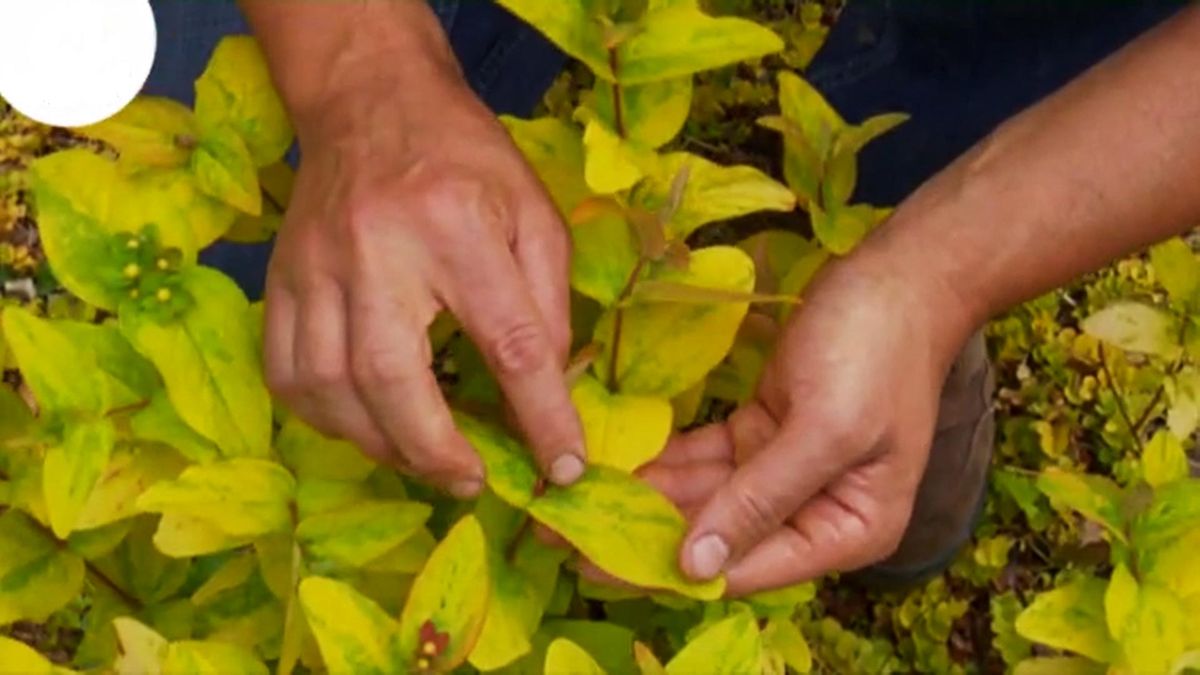 DEKO_JARDIN_537_Arbusto hiperico