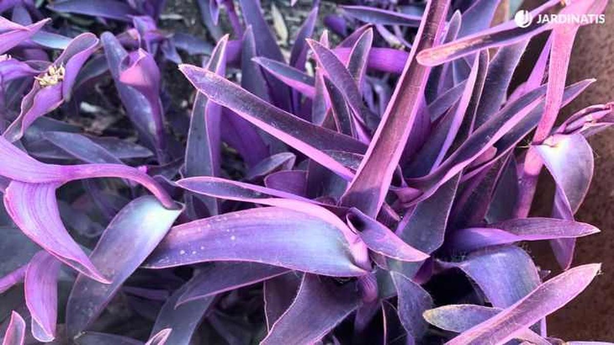 Tradescantia Pallida o Purpúrea