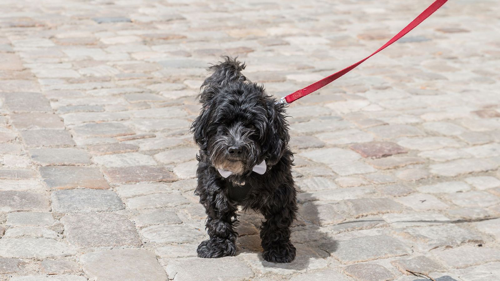 schnoodle correa