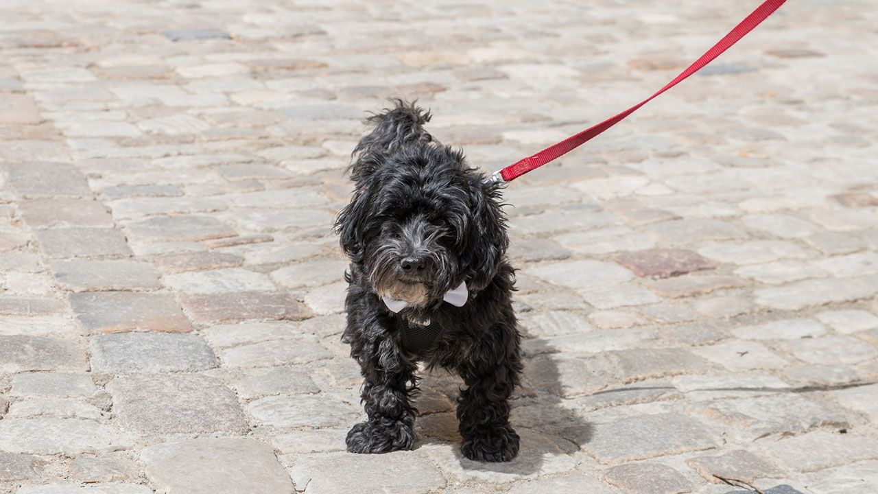 schnoodle correa