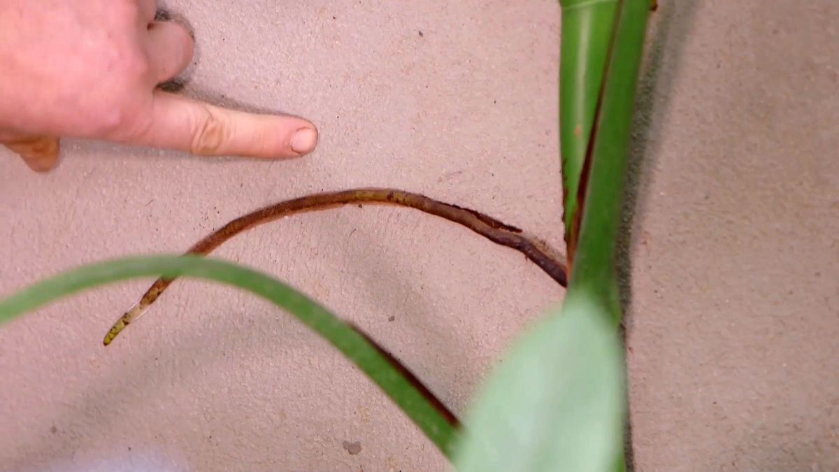 brico 942 3 curiosidades costilla adan raices aereas