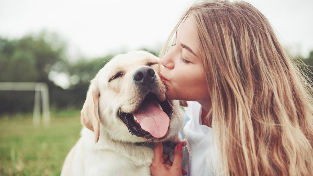 mascotas embarazo psicologico perras que hacer