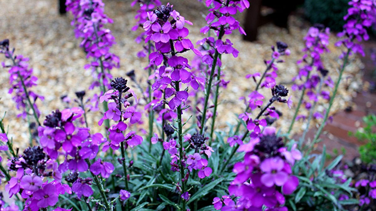 Erysimum Bowles Mauve