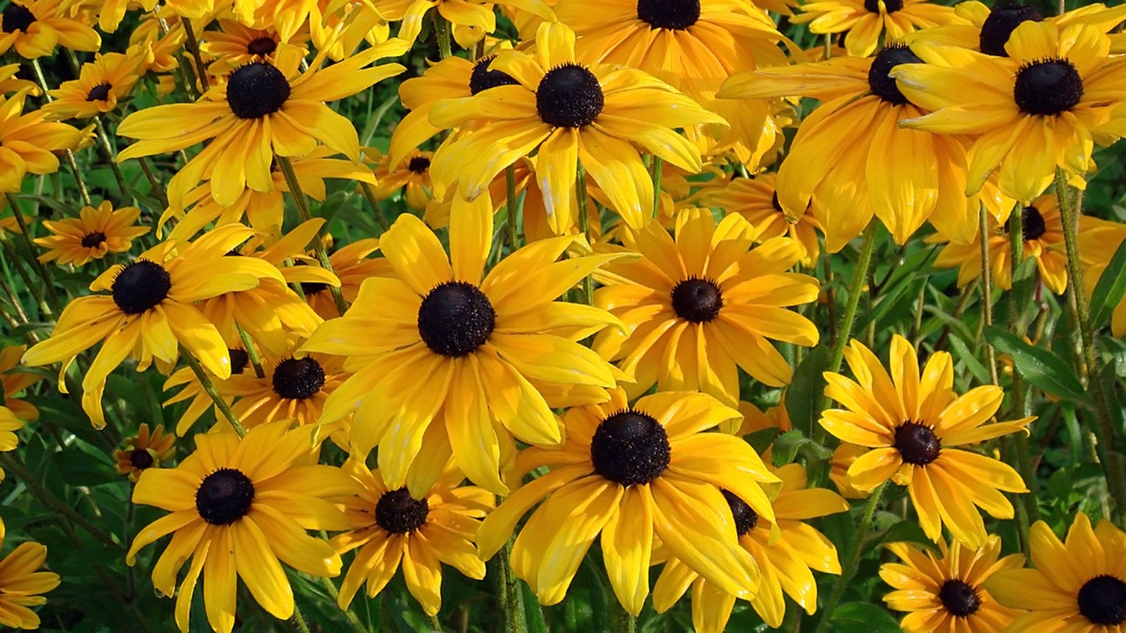 rudbeckia caracteristicas cuidados xl