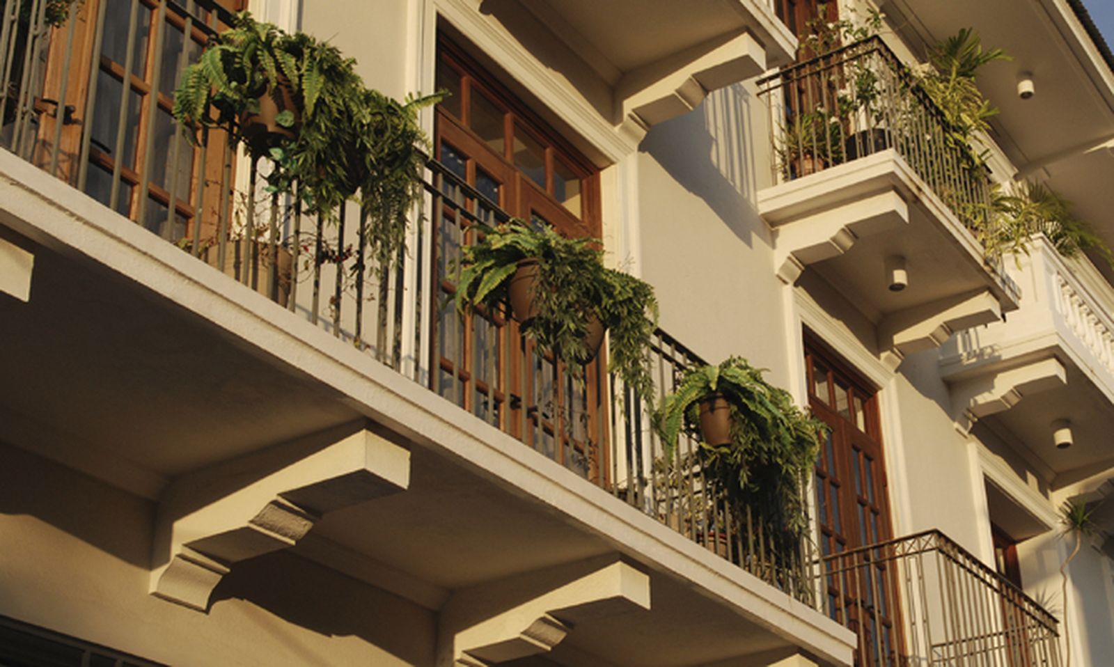 Helechos para balcón