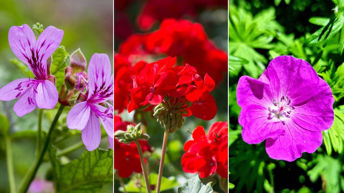 La variedad de geranios es enorme