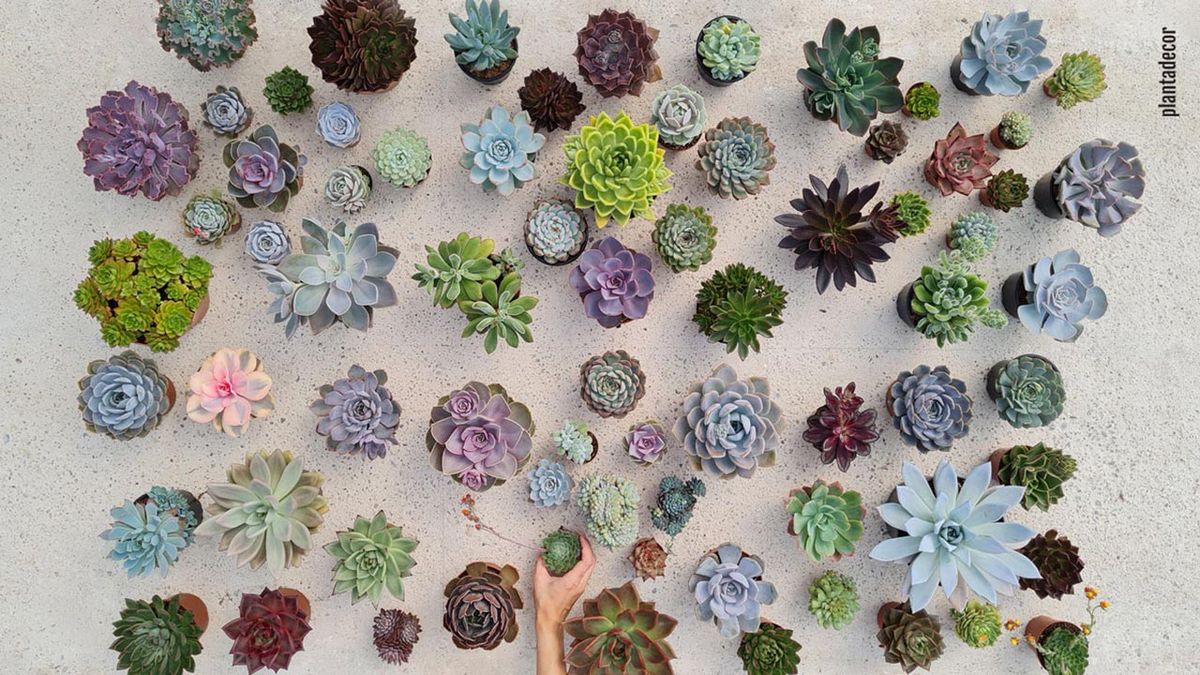 echeverias consejos para su cultivo y variedades plantadecor jardinatis xl