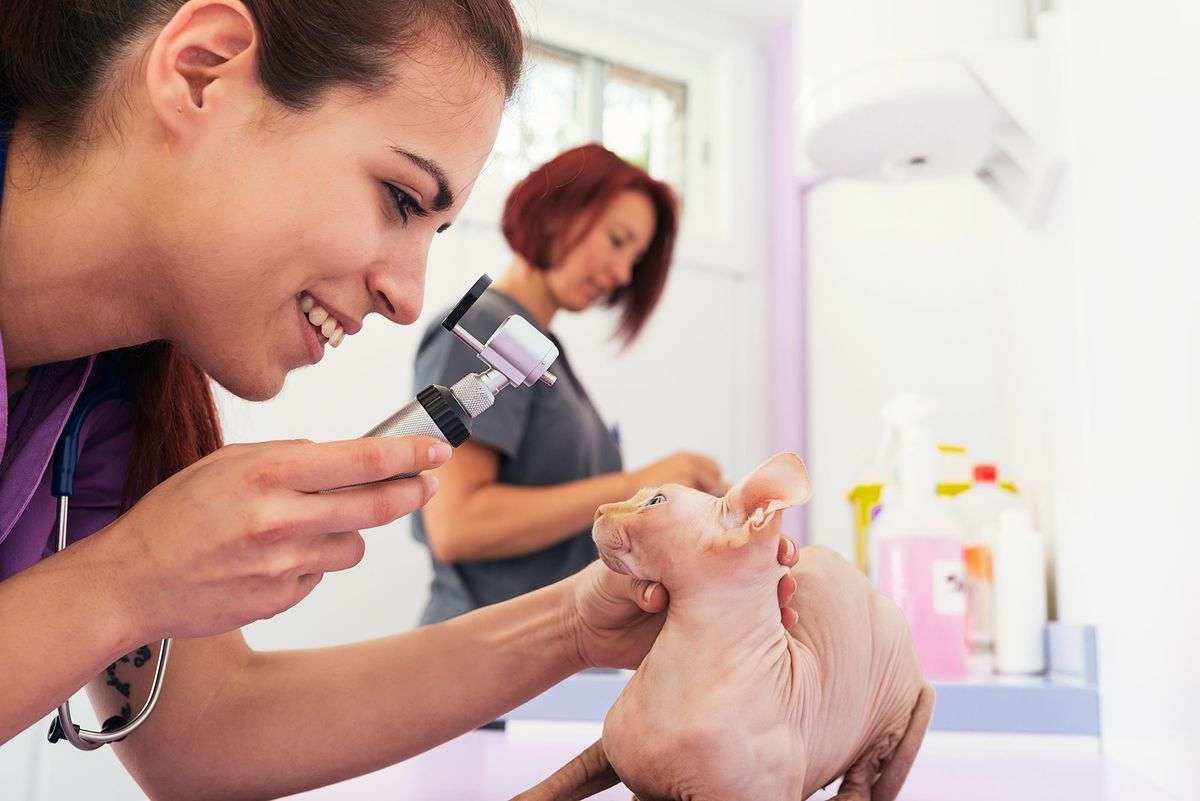 mascotas gatos raza esfinge veterinario