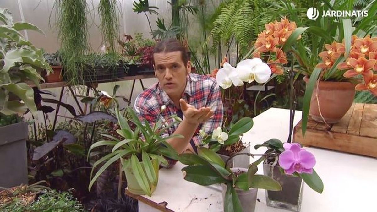 deco 681 orquideas invierno variedades