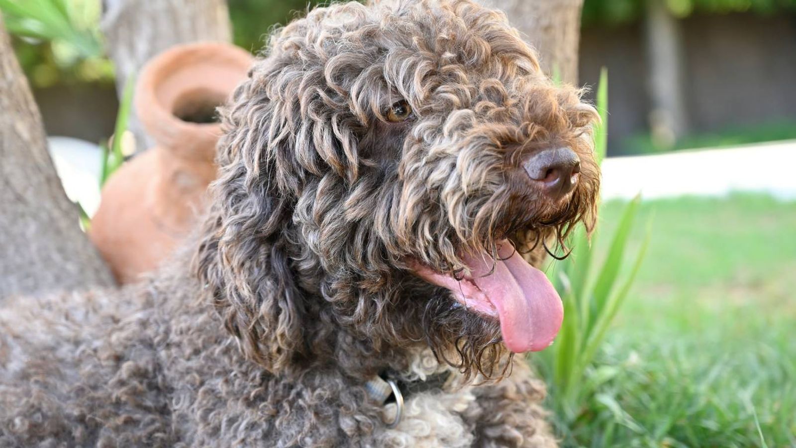 El perro de agua español es una raza versátil que cuenta con un pelaje rizado y denso.