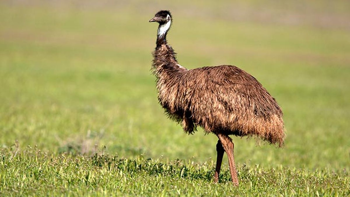 emu