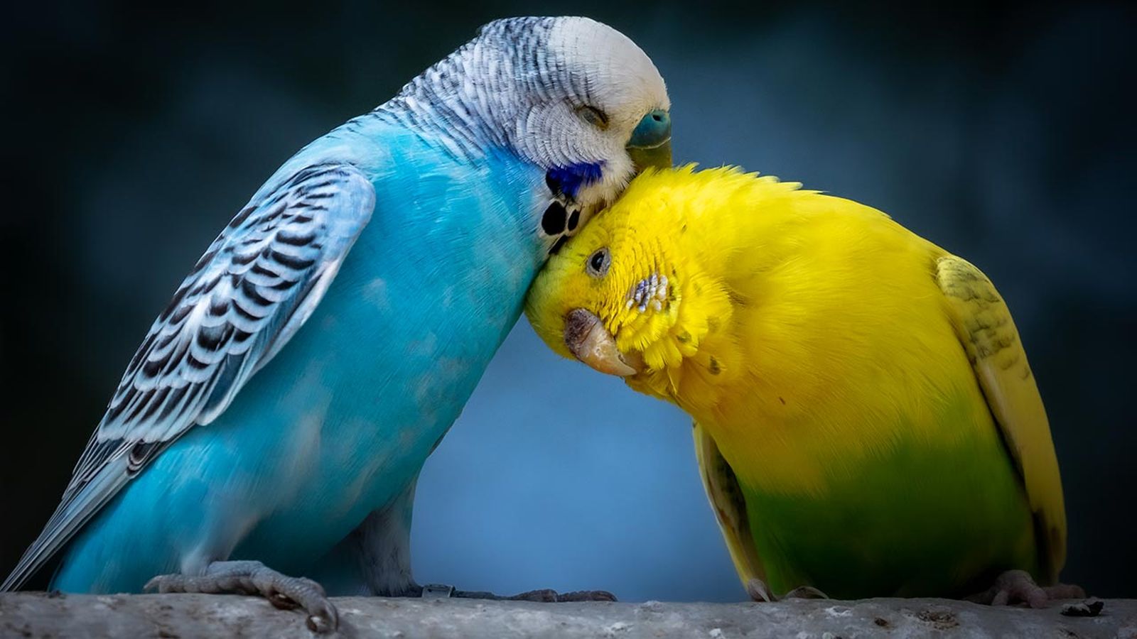 mejores abrazos mundo animal 12