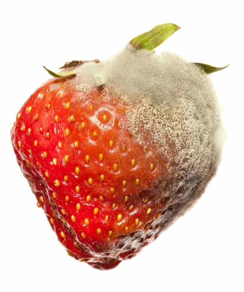 Fresas con hongos