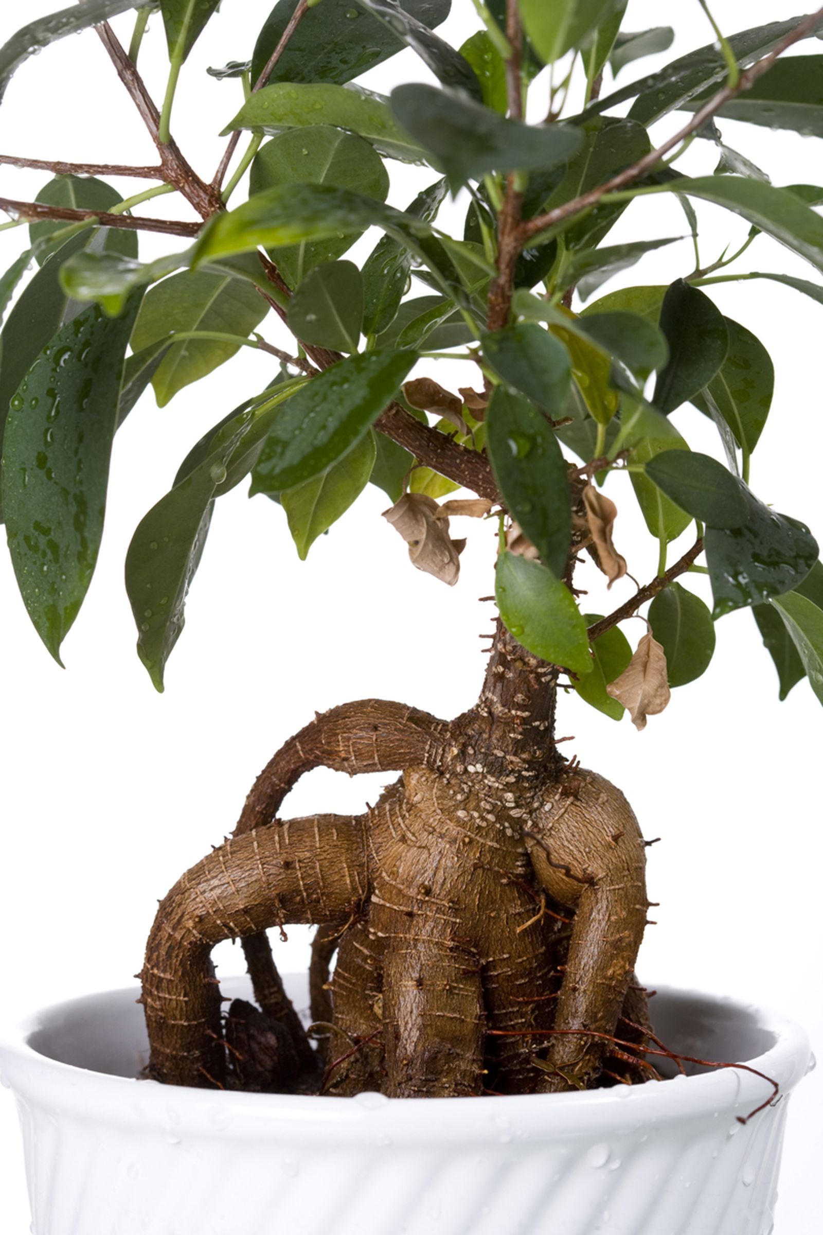 ficusbonsai2