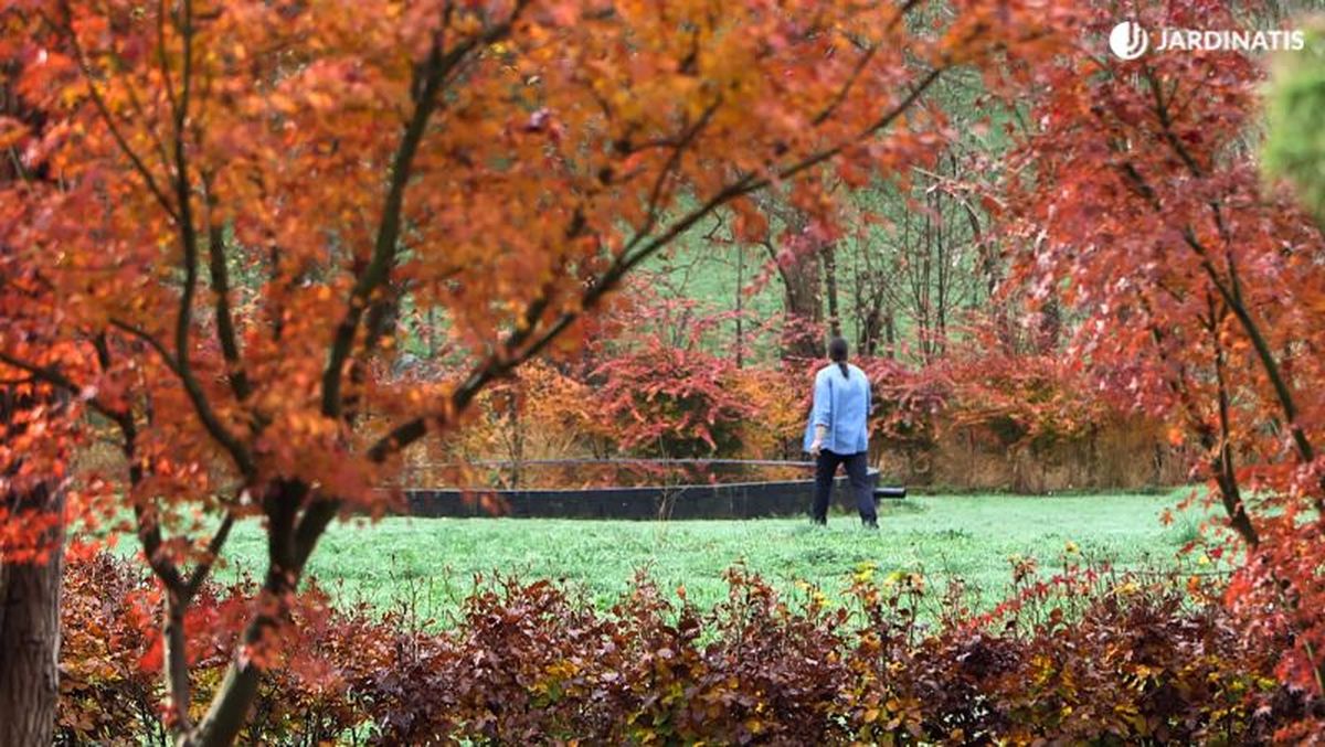 Arces japoneses en el jardín de Iñigo Segurola