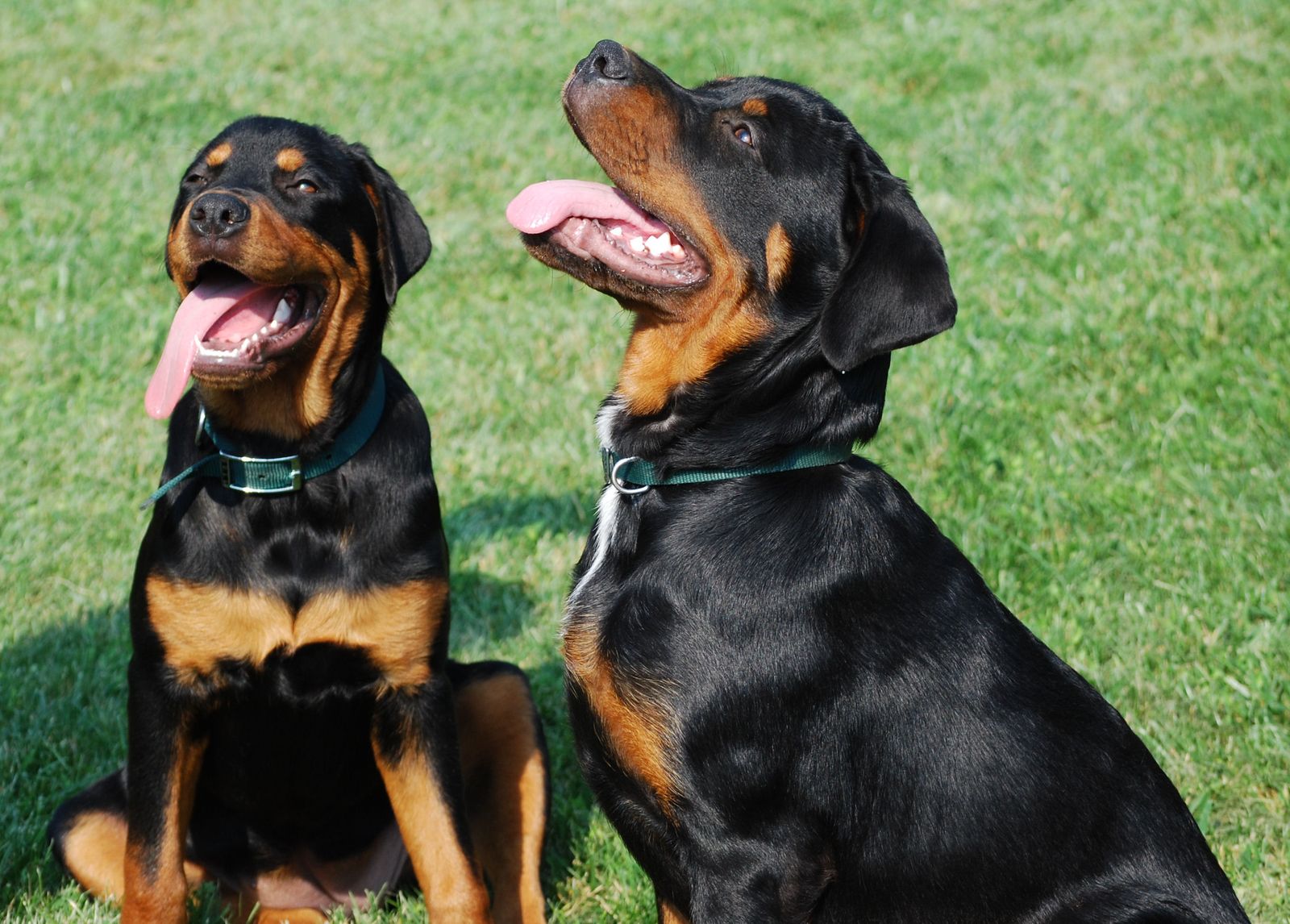 Rottweiler 1123761_36484553