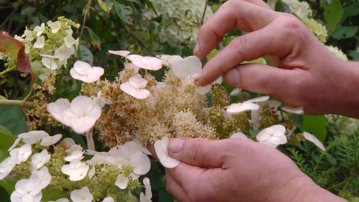 deco 0702 variedades hortensias blancas hoja roble flores esteriles