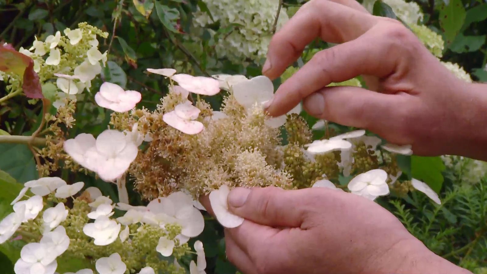 deco 0702 variedades hortensias blancas hoja roble flores esteriles