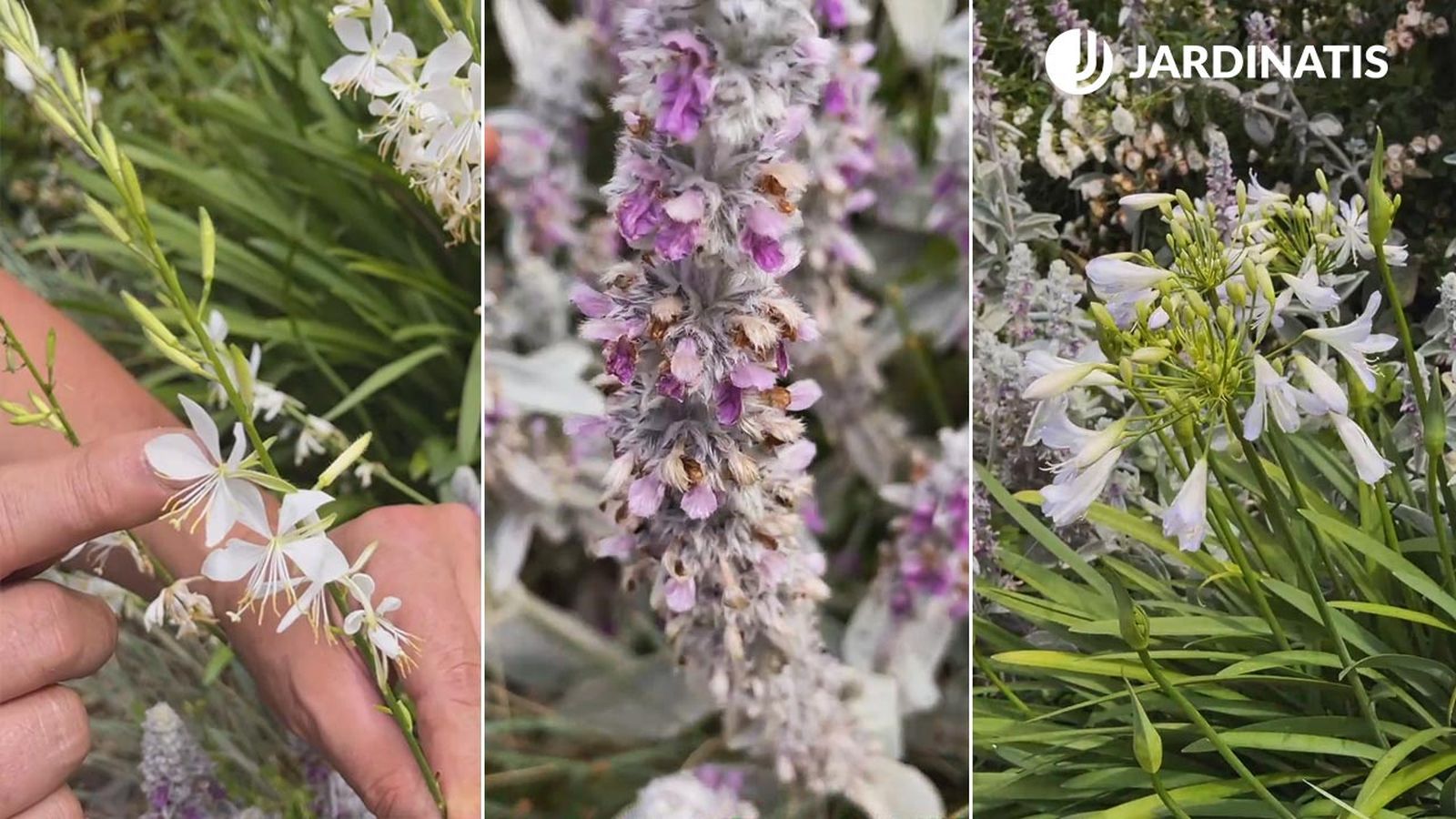 plantas perfectas con y sin flor para decorar jardin en gris blanco