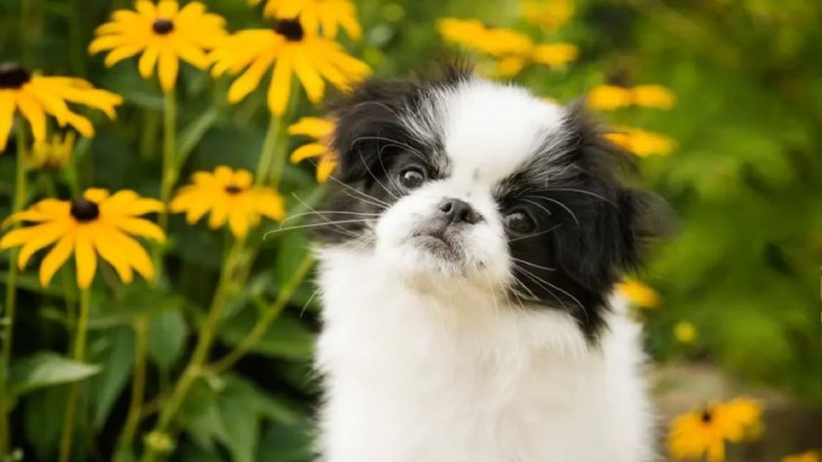 perros japoneses chin 10