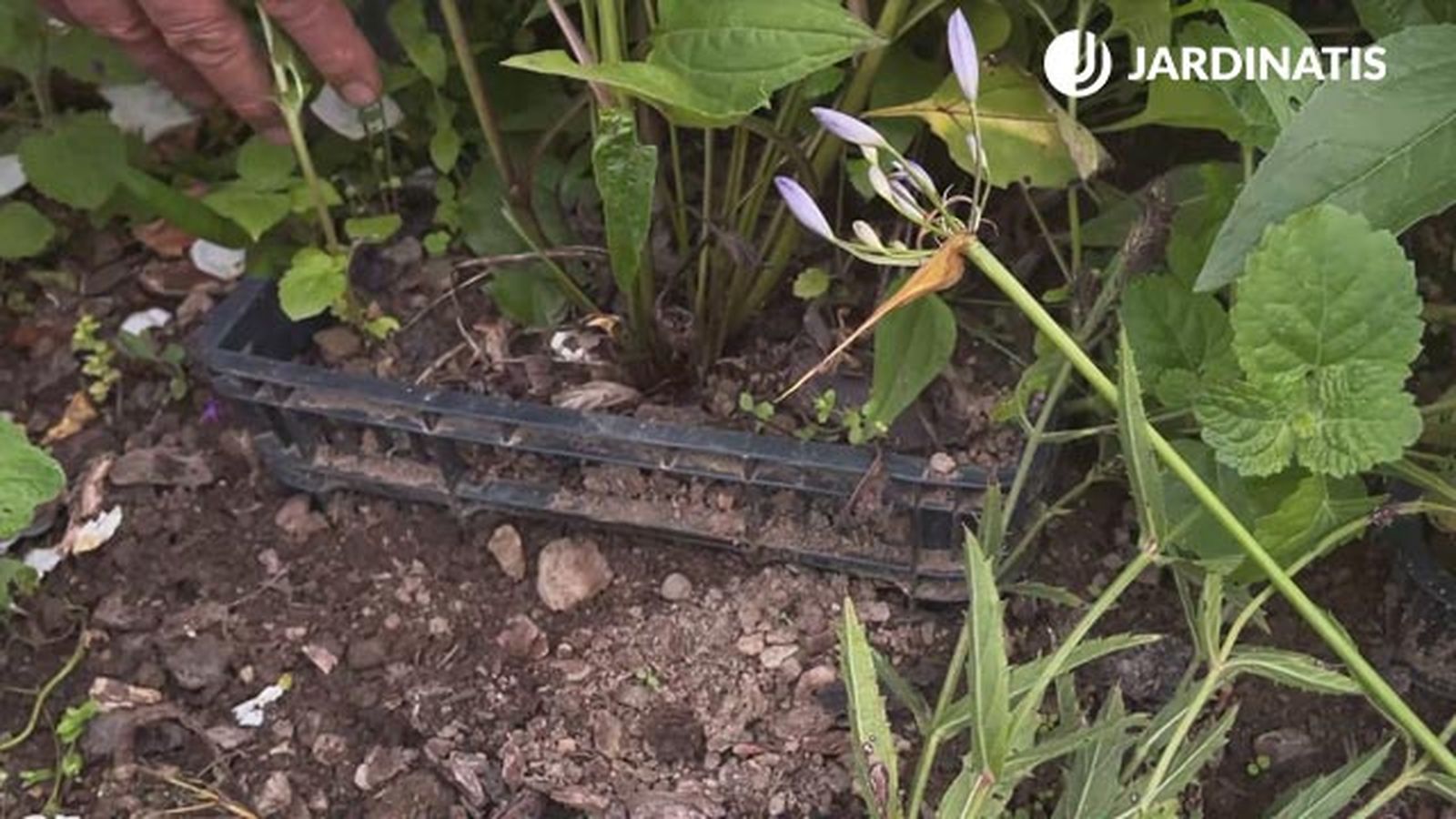 como evitar el ataque de topillos en las echinaceas jardinatis