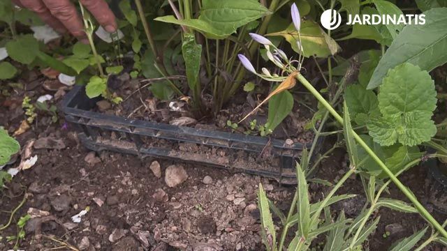 como evitar el ataque de topillos en las echinaceas jardinatis
