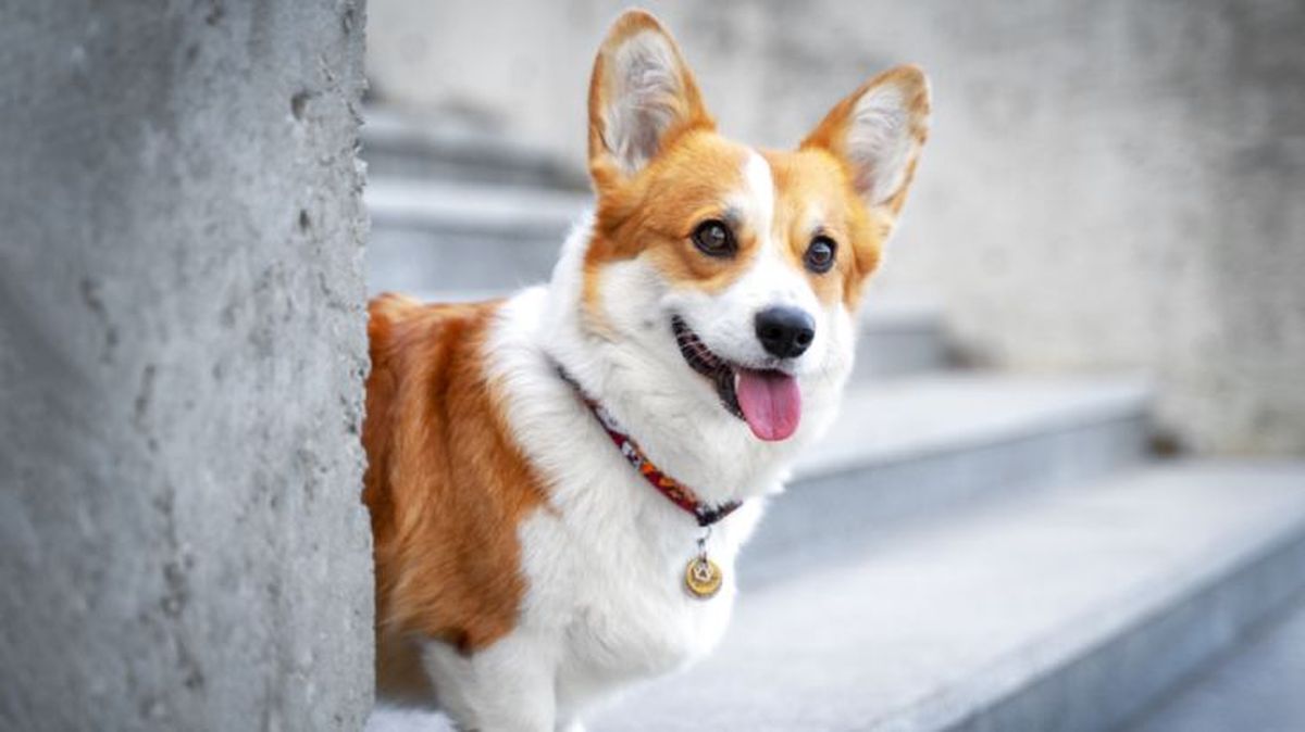 corgi gales de pembroke 9