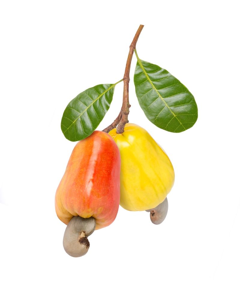 El anacardo es un pseudofruto y consta de dos partes.